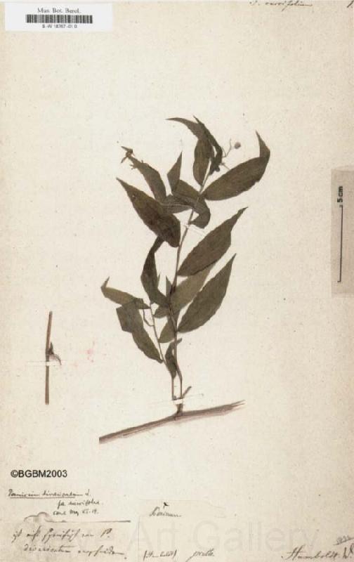 Alexander von Humboldt Panicum ruscifolium